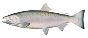 Salmon Coho